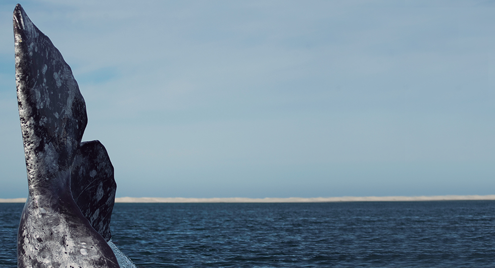 Baja California Sur, Santuario de Ballenas