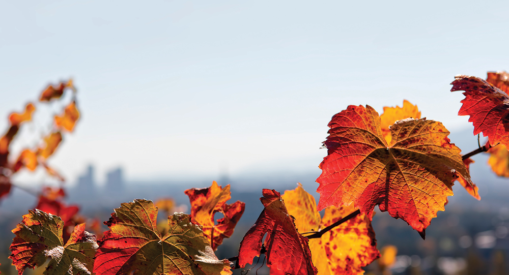 ¿Y después de la vendimia… qué? El otoño en los Valles del Vino